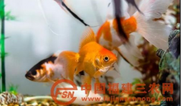 金鱼视频,探寻水下世界的奇妙之旅