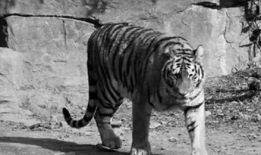 老虎的视频,揭秘野生老虎的神秘生活